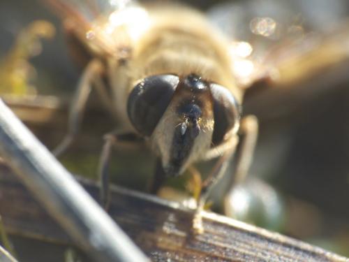 Réf. 244 557 : Eristalis tenax